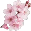 🌸