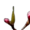 🌸