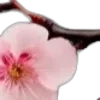 🌸
