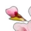 🌸