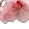🌸
