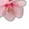 🌸
