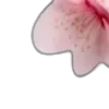 🌸