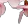 🌸