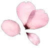 🌸