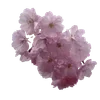 🌸