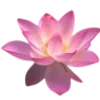 🌸