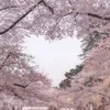 🌸