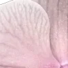 🌸