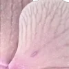 🌸