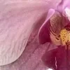 🌸