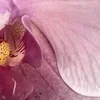 🌸
