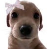 Сабакии от