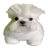 Сабакии от