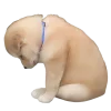 Сабакии от