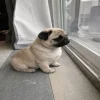 Сабакии от