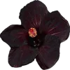 dark red → emoji