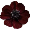 dark red →