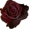 dark red →