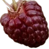 dark red →