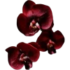 dark red →