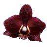 dark red →
