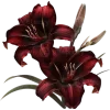 dark red →