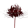 dark red →