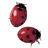 dark red →