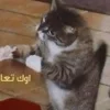 - ::
