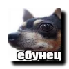 what ➜