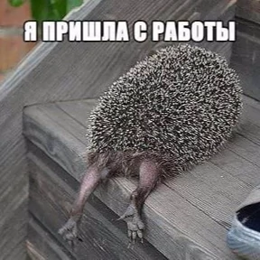 Ежик — стикер 13