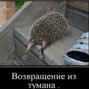 Ежик — стикер 43