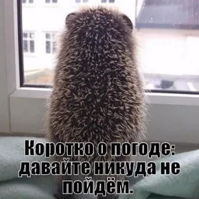Ежик — стикер 52