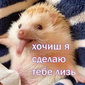 Ежик — стикер 38
