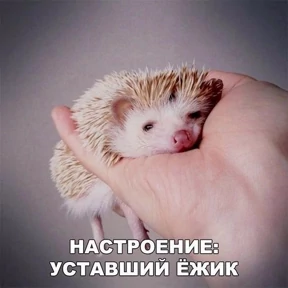 Ежик — стикер 45