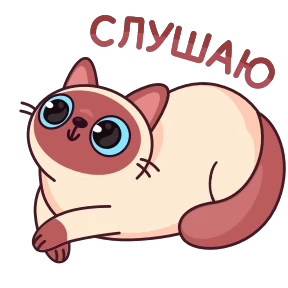 Котик Веня — стикер 39