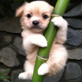 Puppy — стикер 6