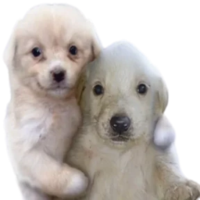 Puppy — стикер 15