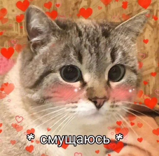 /ᐠ. ｡.ᐟ\ᵐᵉᵒʷ ˎˊ˗