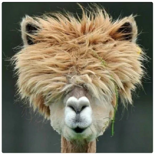 Funny Alpaca( )