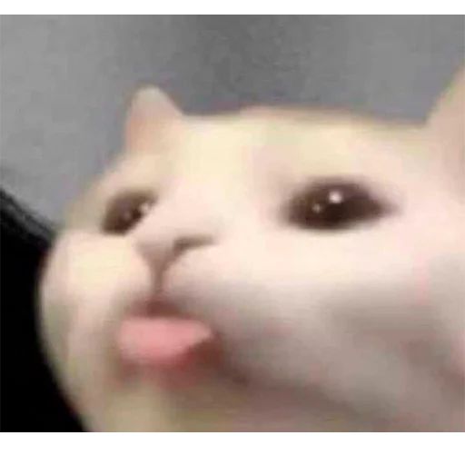 Котики #2 ➡️