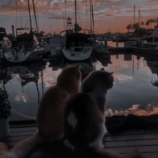 ᕙ 𝙲𝚞𝚝𝚎𝚜𝚝 ᕗ