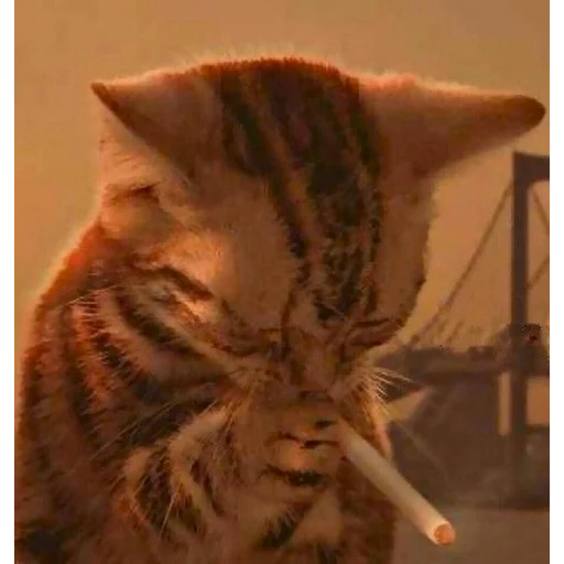 задолбанные котики by