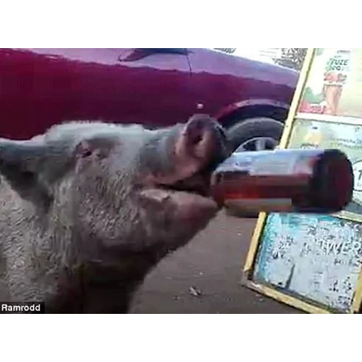 большая свинячья ферма