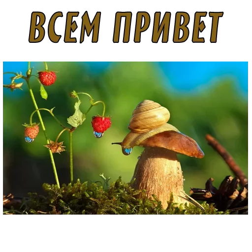  – стикер для Telegram