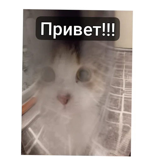  – стикер для Telegram