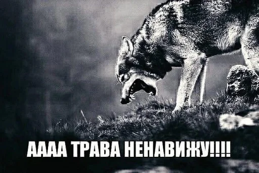  – стикер для Telegram