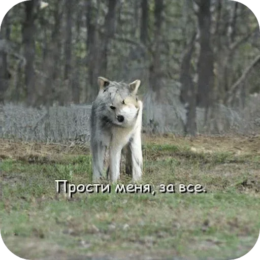 Мудрый Клык говорит: ::