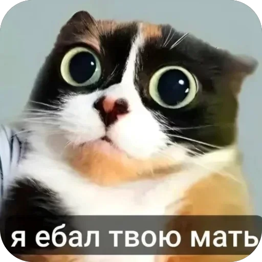 Кукi из Тихого Омута [ ]